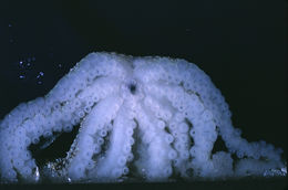 Image of <i>Octopus defilippi</i>