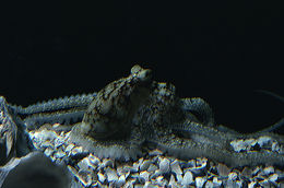 Image of <i>Octopus defilippi</i>