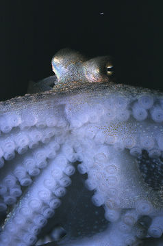 Image of <i>Octopus defilippi</i>