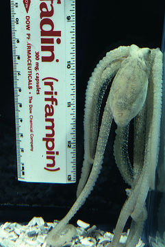 Image of <i>Octopus defilippi</i>