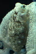 Image of <i>Octopus defilippi</i>