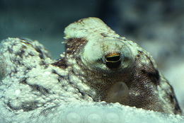 Image of <i>Octopus defilippi</i>