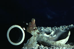 Image of <i>Octopus defilippi</i>