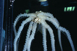 Image of <i>Octopus defilippi</i>