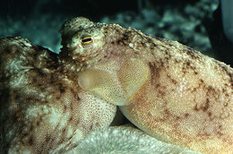 Image of <i>Octopus defilippi</i>