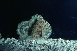 Image of <i>Octopus defilippi</i>