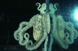 Image of <i>Octopus defilippi</i>