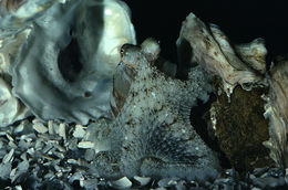 Image of <i>Octopus defilippi</i>