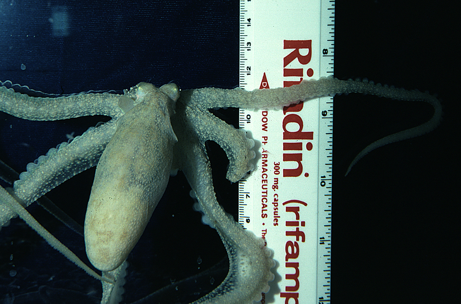 Image of <i>Octopus defilippi</i>