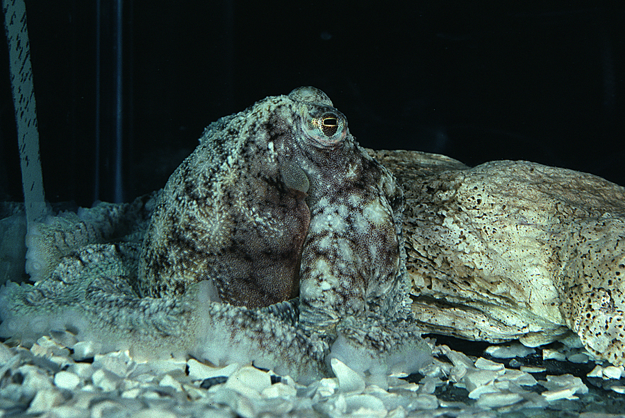 Image of <i>Octopus defilippi</i>