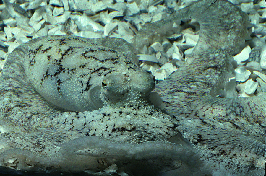 Image of <i>Octopus defilippi</i>