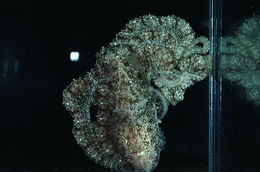 Image of <i>Octopus defilippi</i>