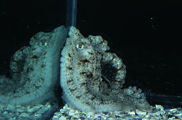 Image of <i>Octopus defilippi</i>