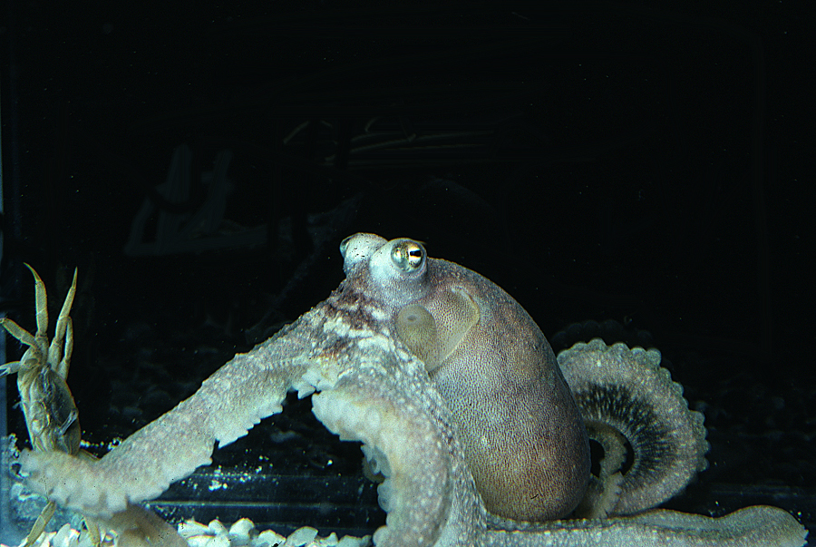 Image of <i>Octopus defilippi</i>