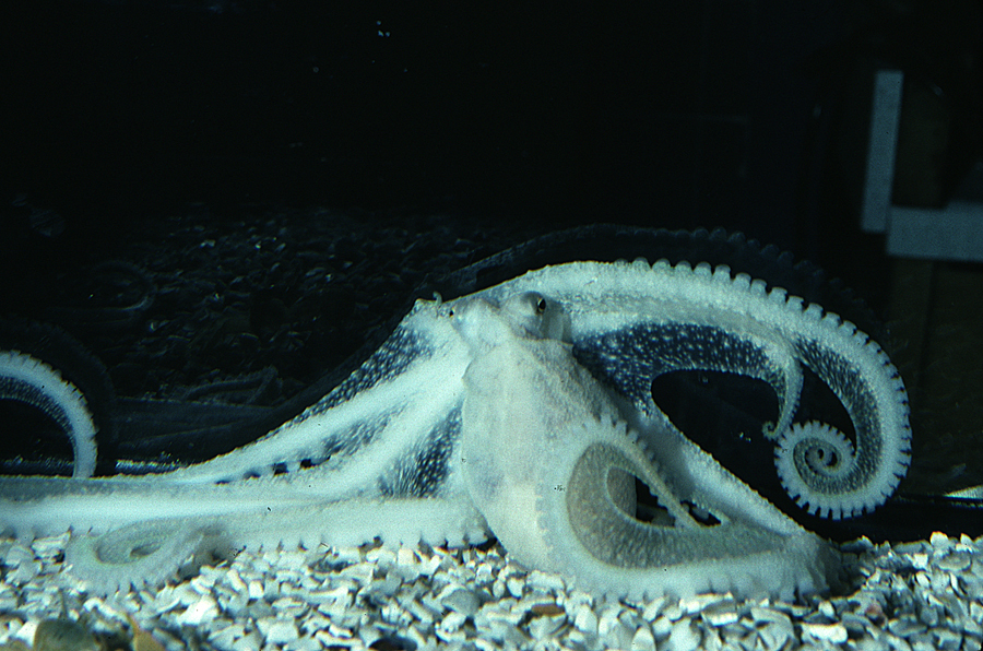 Image of <i>Octopus defilippi</i>