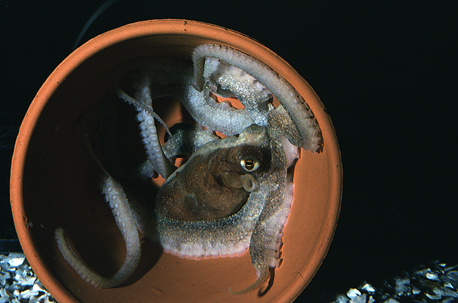 Image of <i>Octopus defilippi</i>