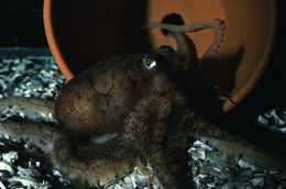 Image of <i>Octopus defilippi</i>