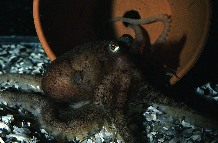 Image of <i>Octopus defilippi</i>