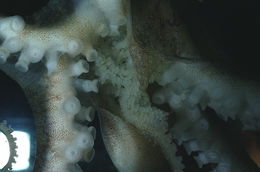 Image of <i>Octopus defilippi</i>