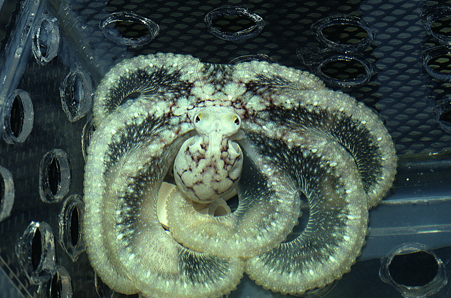 Image of <i>Octopus defilippi</i>