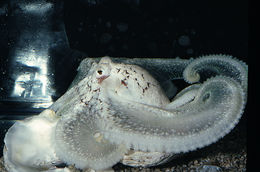 Image of <i>Octopus defilippi</i>