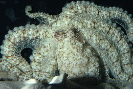 Image of <i>Octopus defilippi</i>