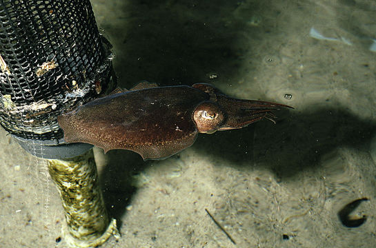 Image of Common Cuttlefish