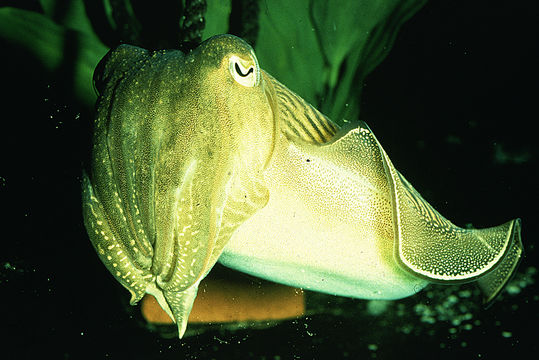 Image of Common Cuttlefish