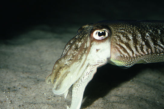 Image of Common Cuttlefish