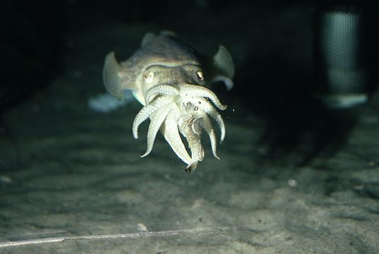 Image of Common Cuttlefish