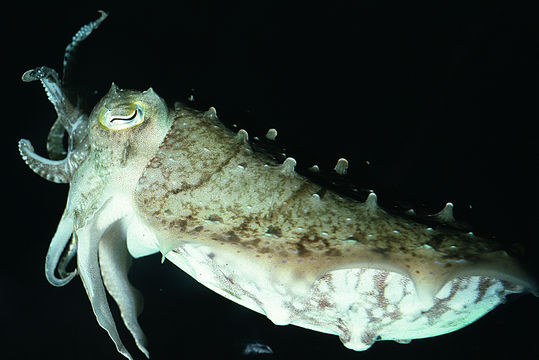 Image of Broadclub Cuttlefish