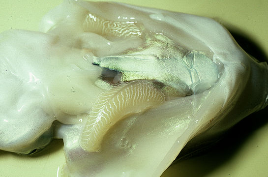 Image of Common Cuttlefish