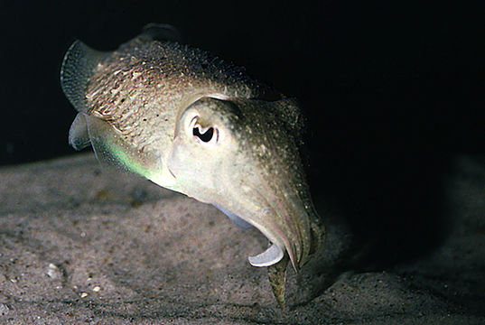 Image of Common Cuttlefish