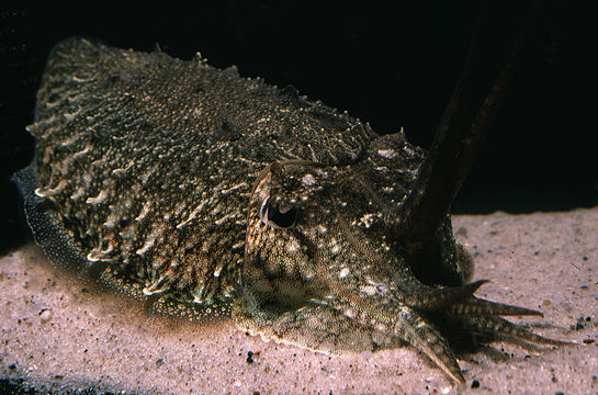 Image of Common Cuttlefish