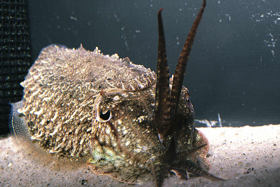 Image of Common Cuttlefish