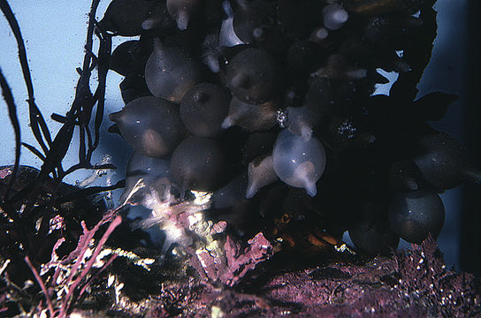 Image of Common Cuttlefish