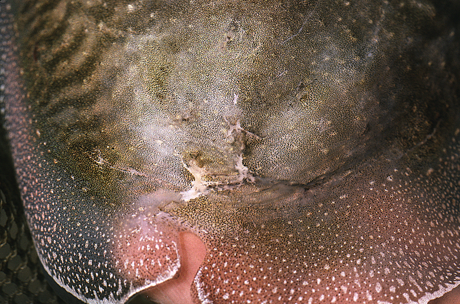 Image of Common Cuttlefish