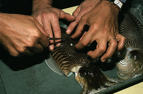 Image of Common Cuttlefish