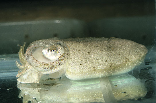 Image of Common Cuttlefish