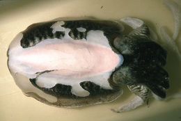 Image of Common Cuttlefish