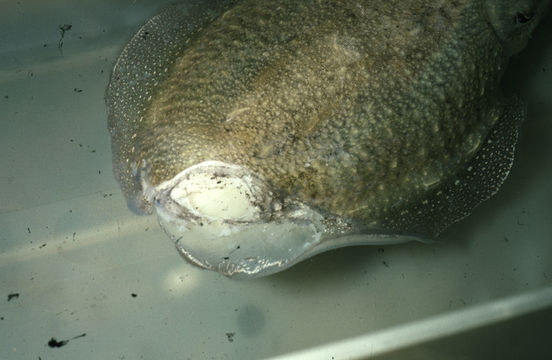 Image of Common Cuttlefish