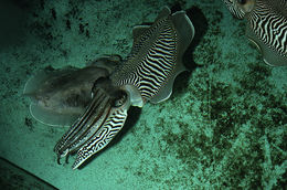 Image of Common Cuttlefish