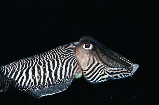 Image of Common Cuttlefish