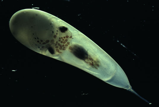 Image of California two-spot octopus