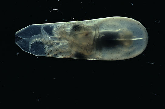 Image of California two-spot octopus