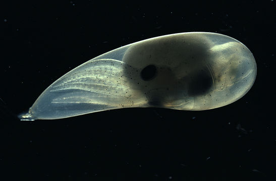 Image of California two-spot octopus