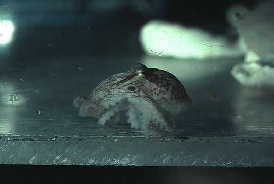 Image of California two-spot octopus