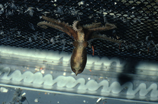 Image of California two-spot octopus