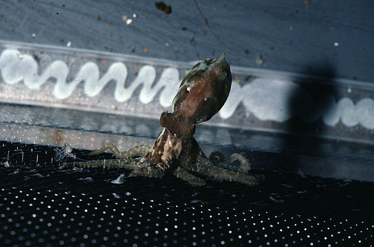 Image of California two-spot octopus