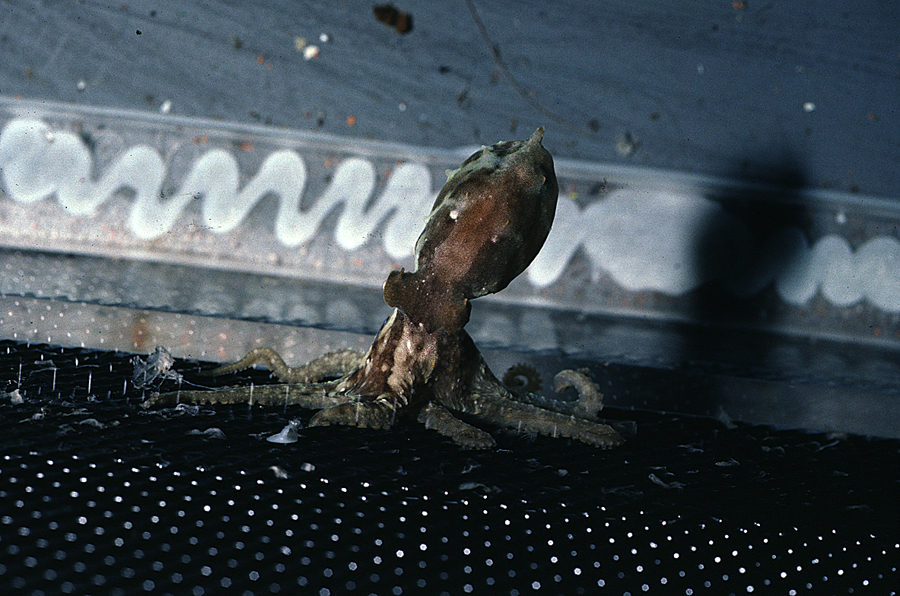 Imagem de Octopus bimaculoides Pickford & McConnaughey 1949